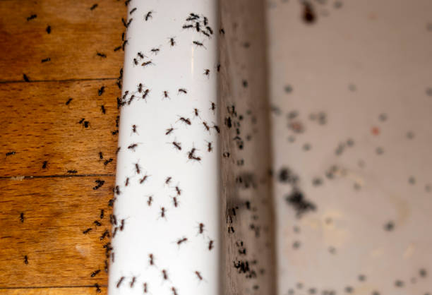 Best Wasp Removal Services  in Simmesport, LA