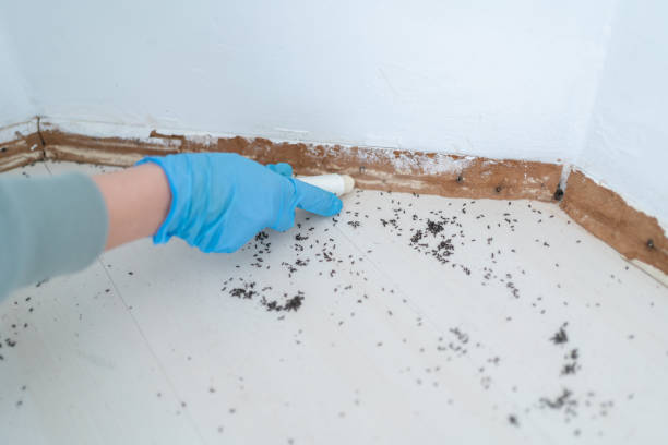 Best Cockroach Control Services  in Simmesport, LA